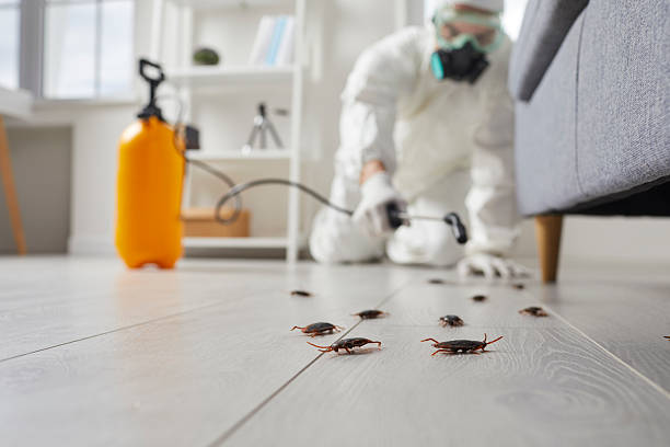 Commercial Rodent Management in Fountainebleau